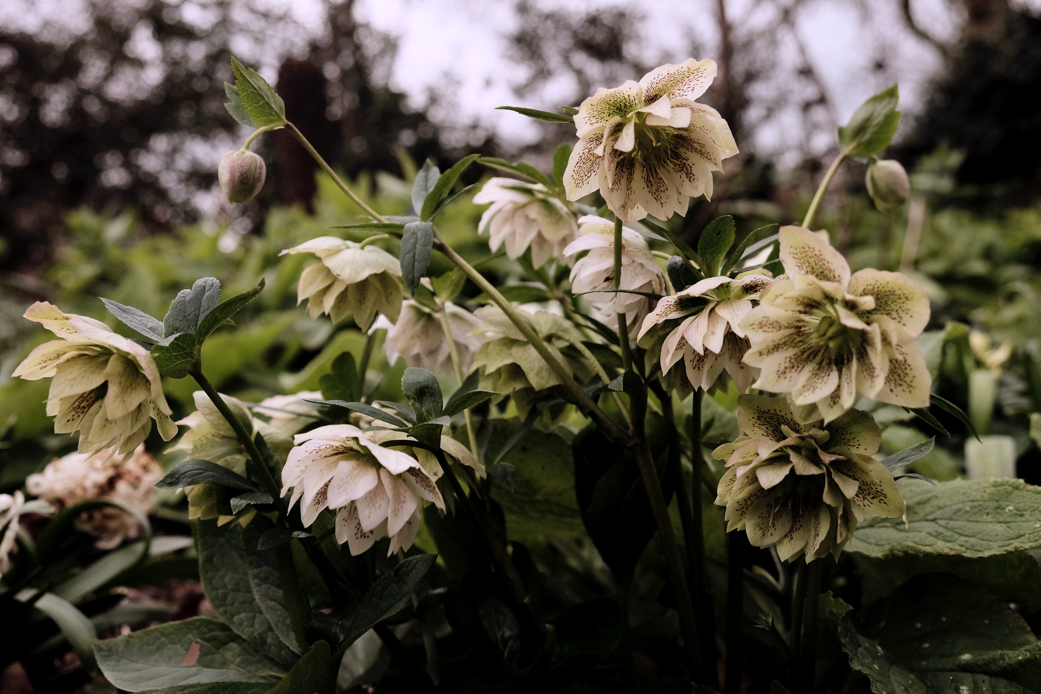 Hellebore blooms close up