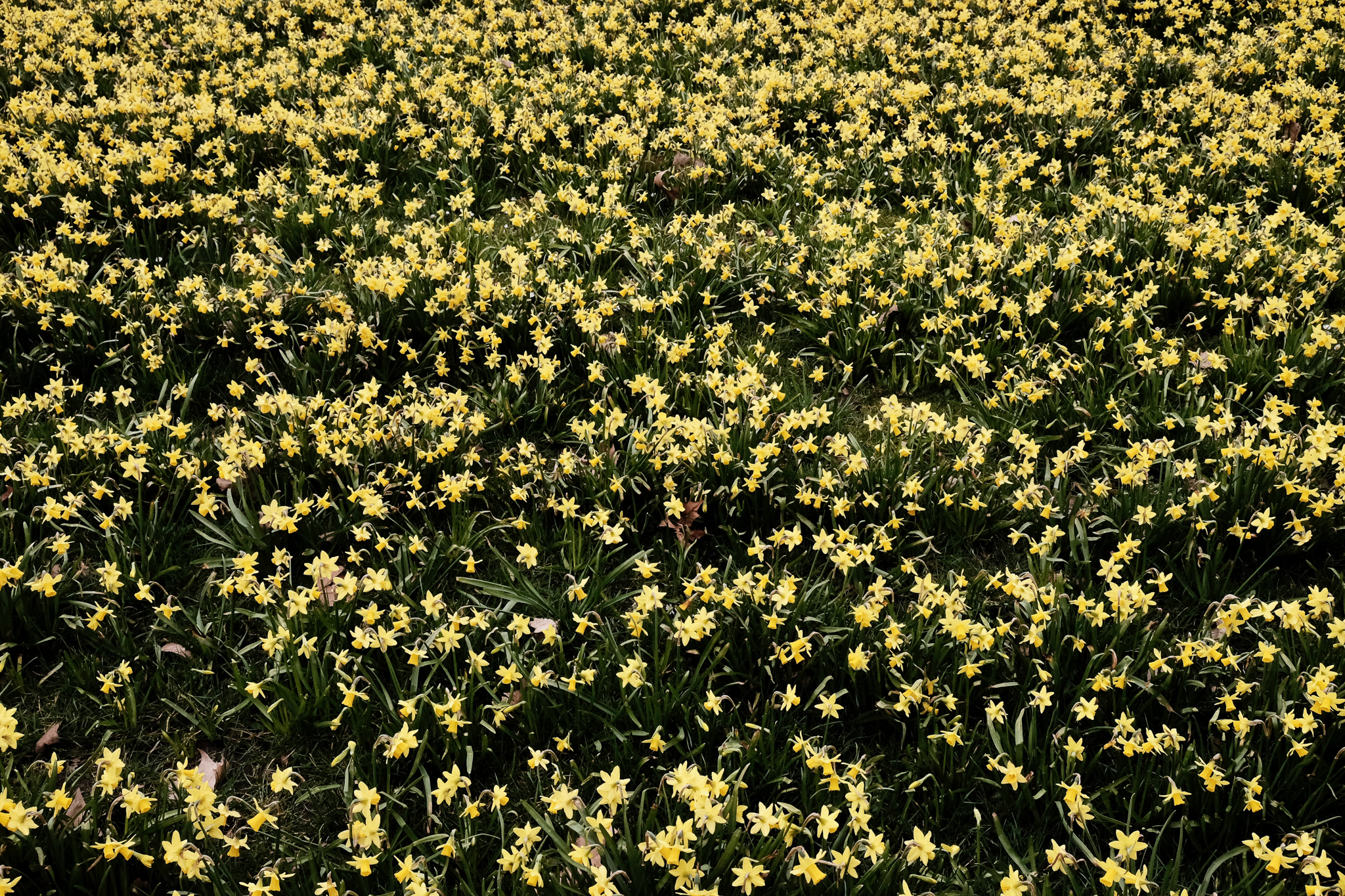 A sea of tiny yellow daffodils in Hyde Park