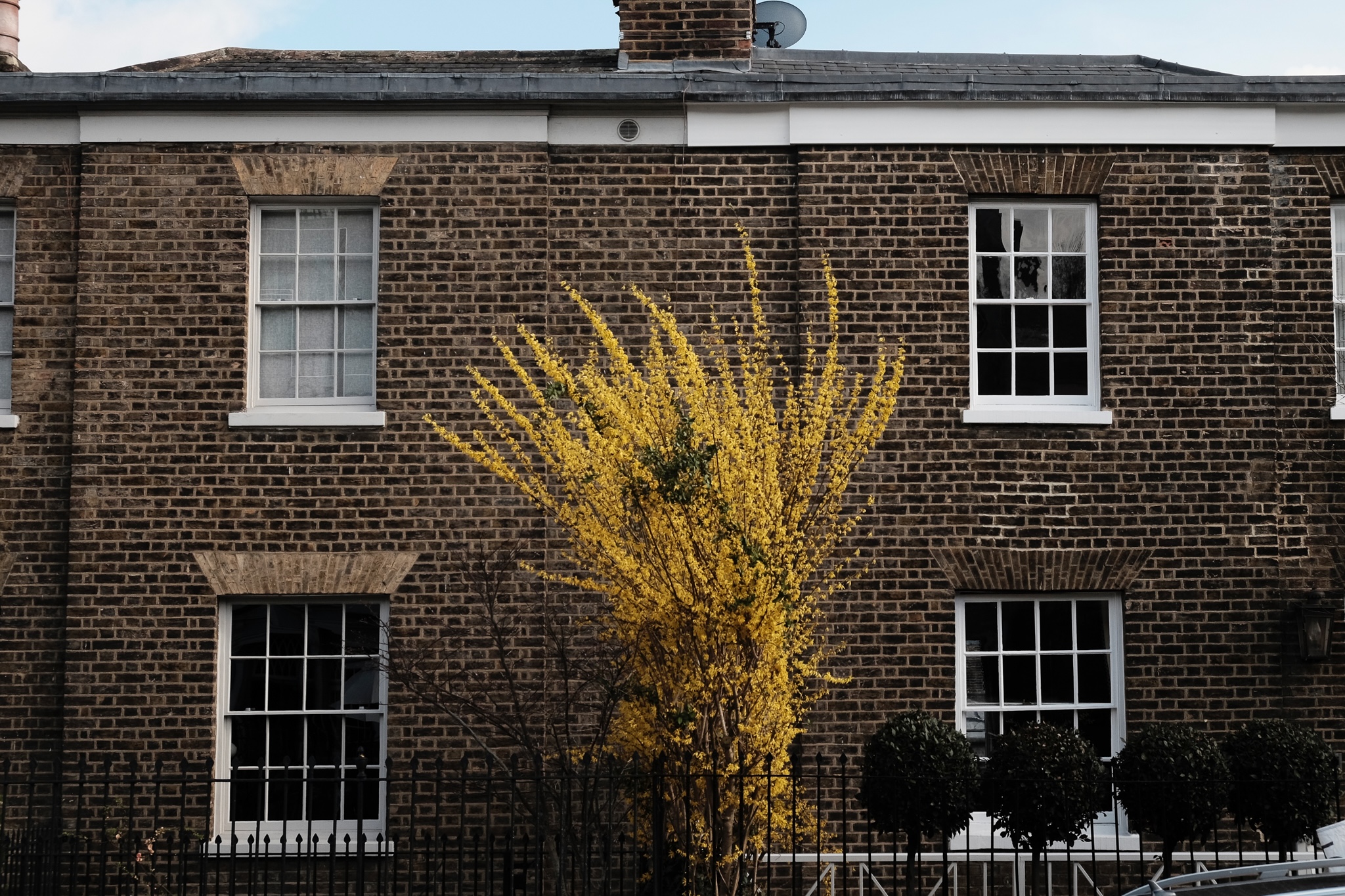 A single tree with small yellow flowers against a bricked house with large windows