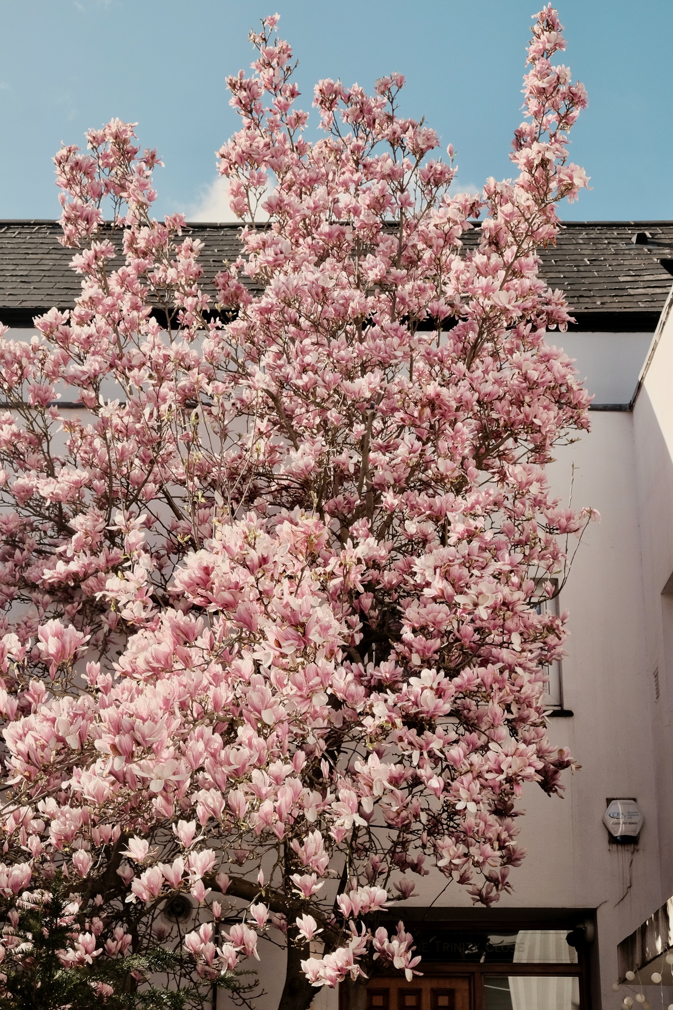 Magnolia tree in full bloom against a white house and blue sky