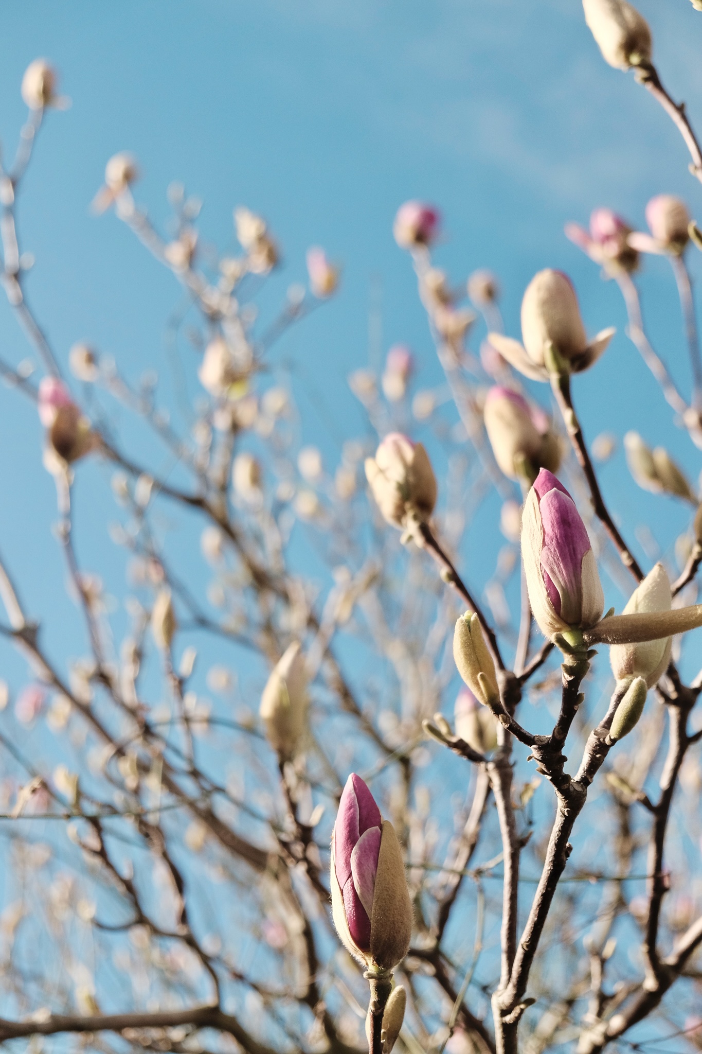 Purple magnolia buds against a blue sky