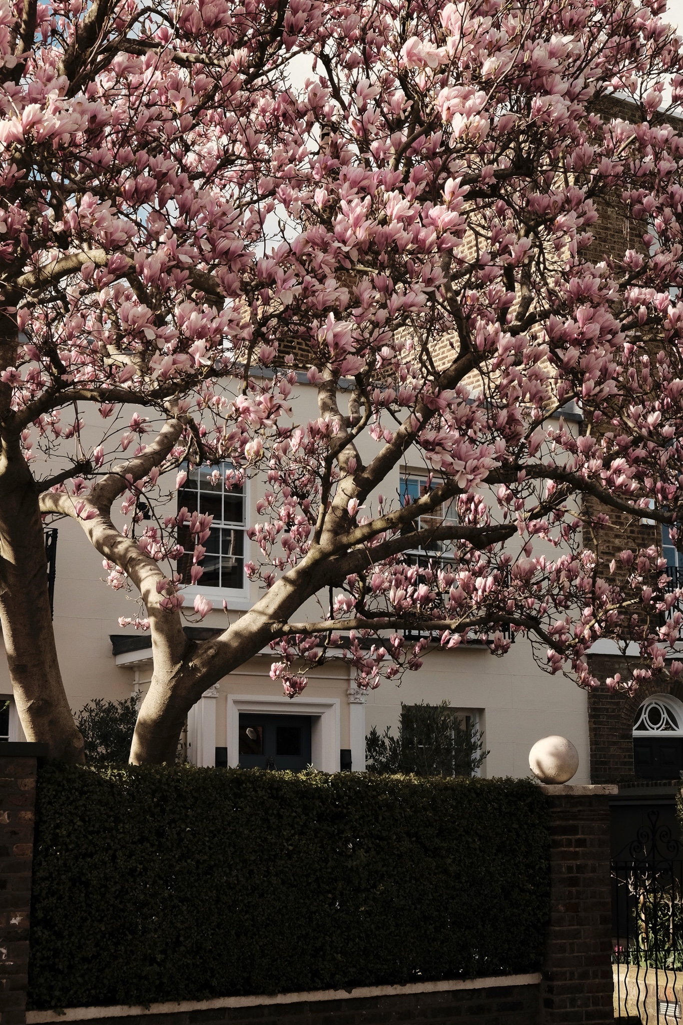Magnolia tree in full bloom against a white house