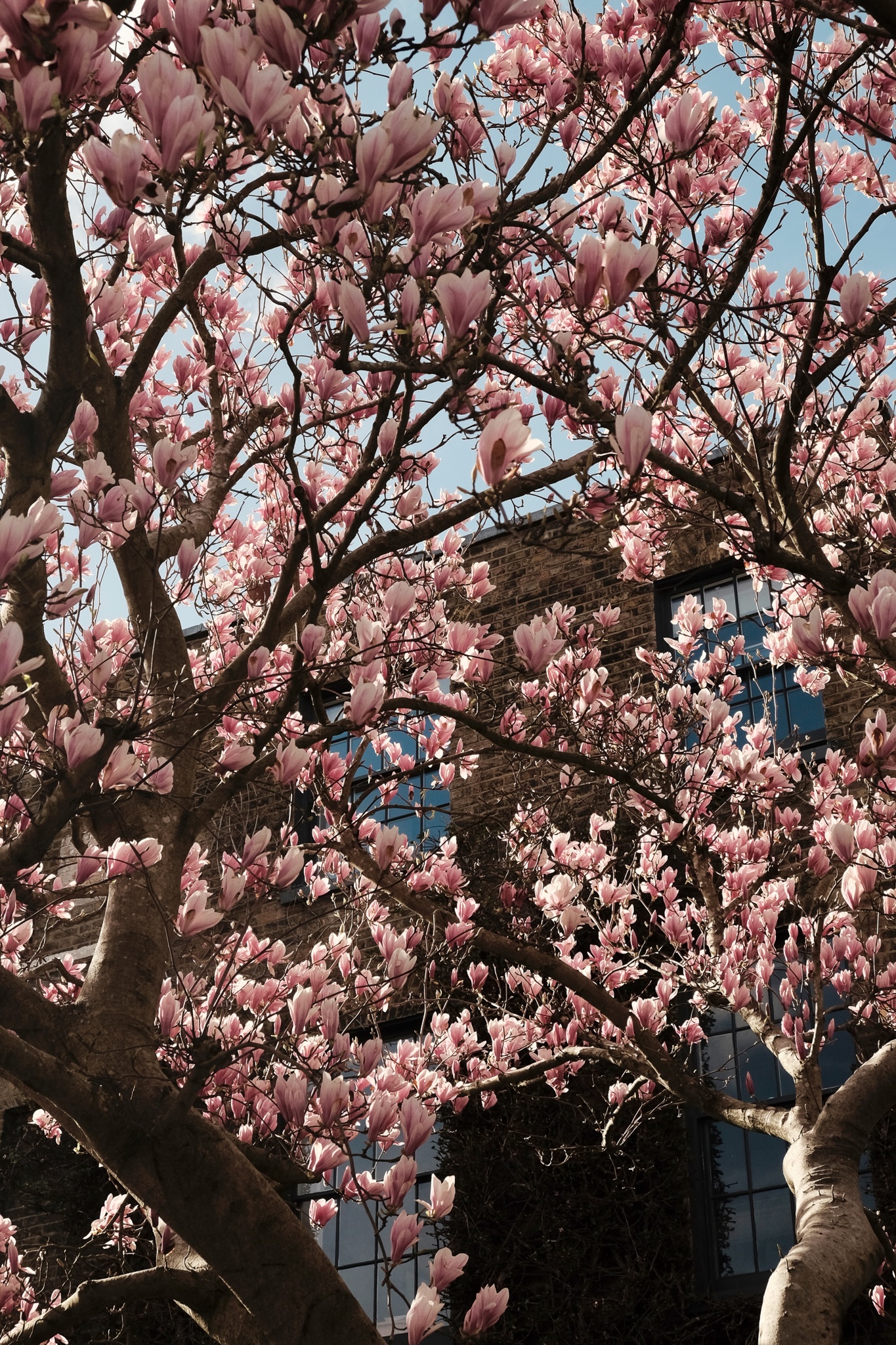 Magnolia tree in full bloom against a red brick house with the blue sky reflecting off the glass windows