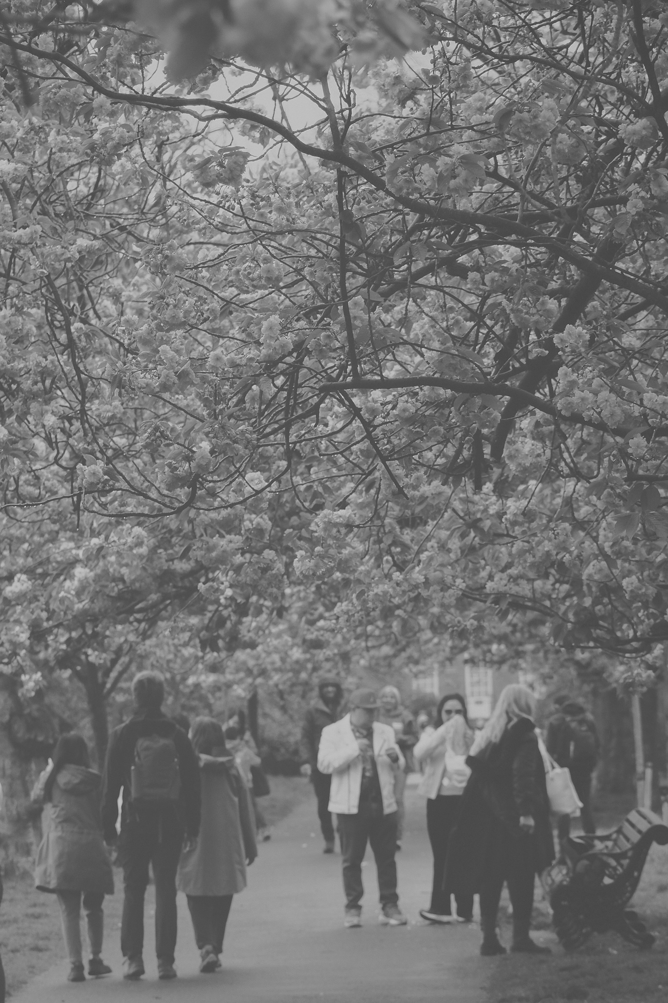 Faded monochrome of a single cherry blossom bloom on a branch
