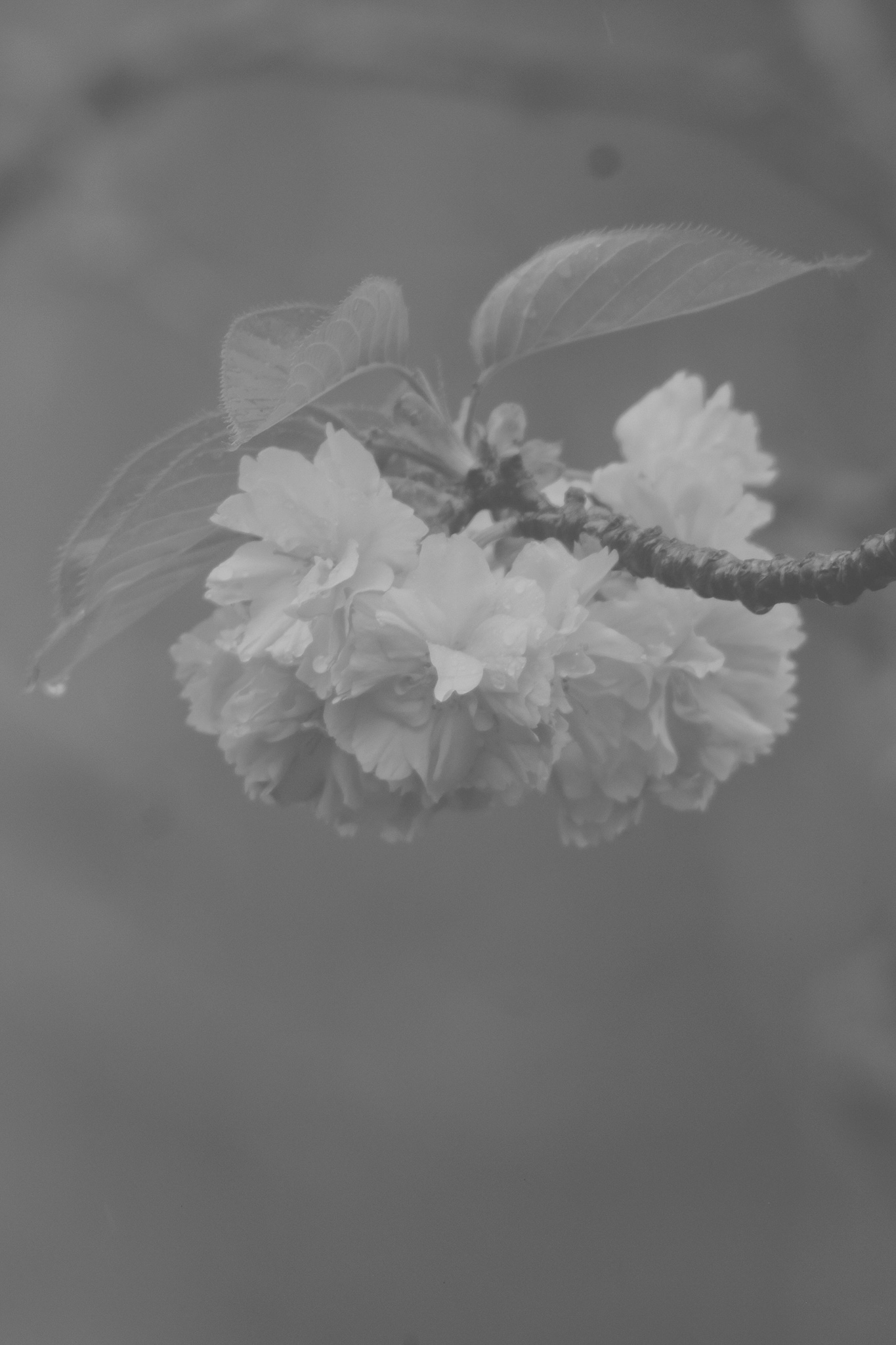 Faded monochrome of people enjoying the cherry blossoms on the path
