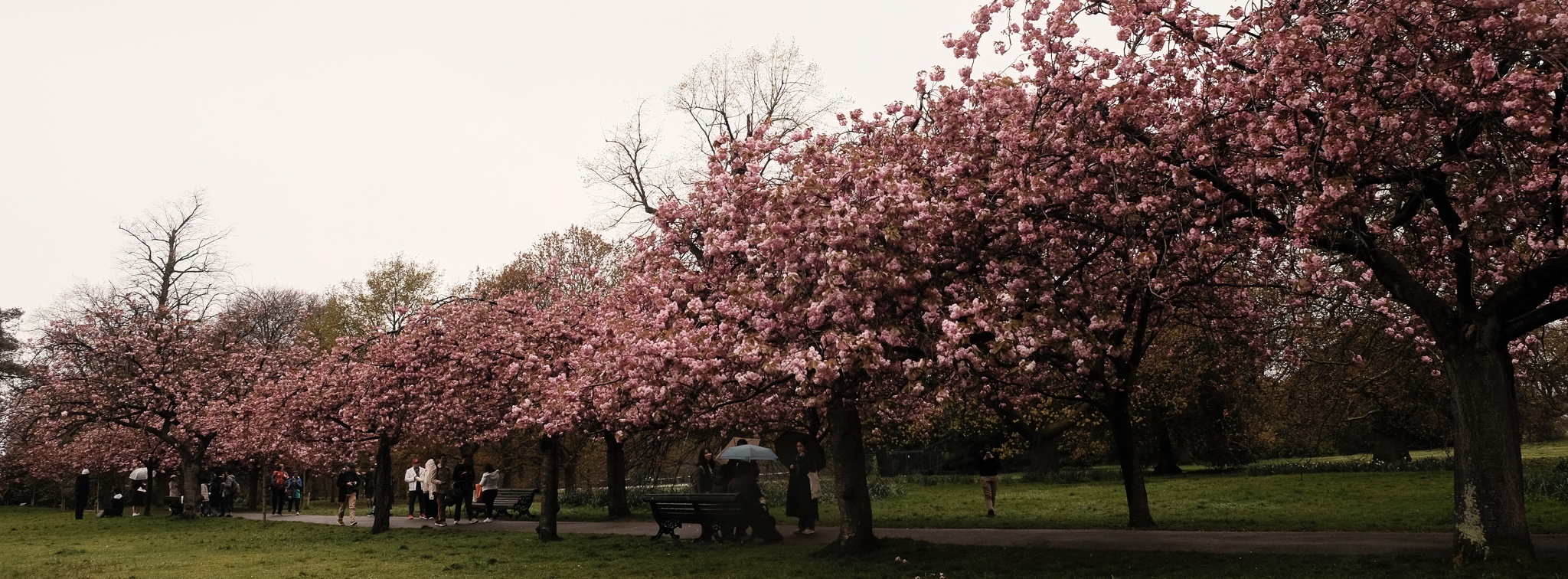 A wide angle of all the cherry blossom trees in a row along a path