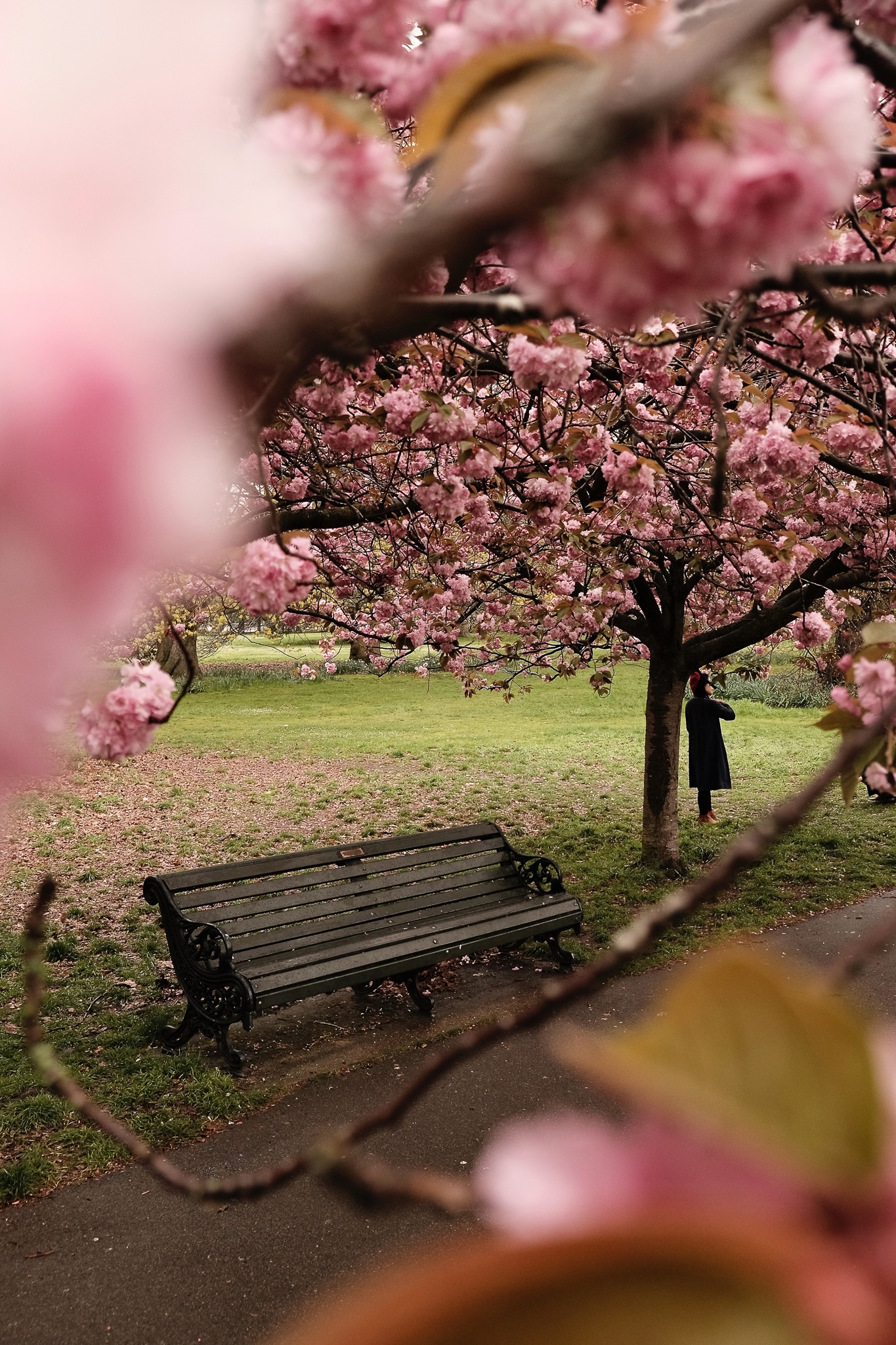 A women wearing a red bureau and an ornate park bench framed by cherry blossoms