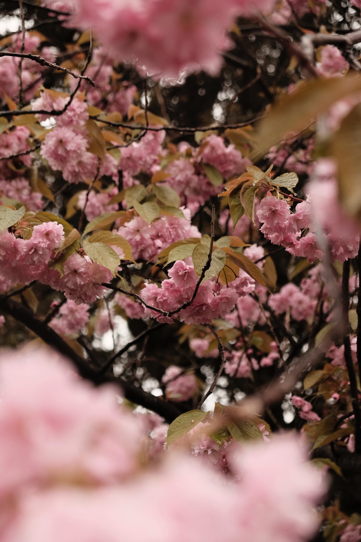 Montage of cherry blossom blooms