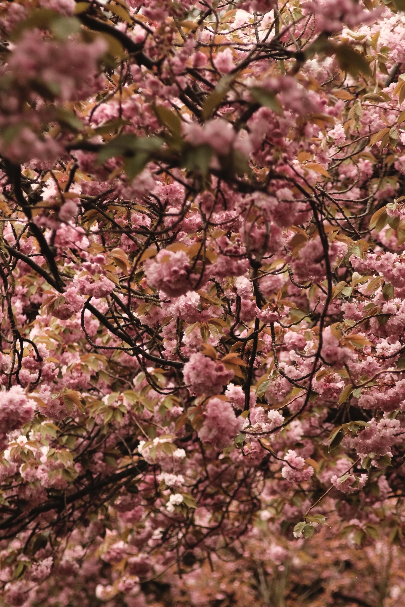 Montage of cherry blossom blooms
