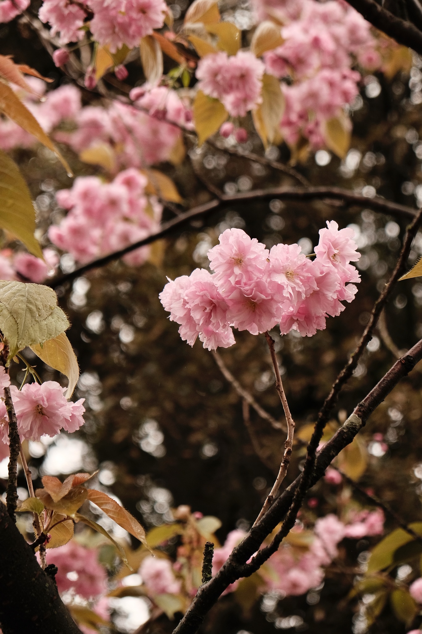Montage of cherry blossom blooms