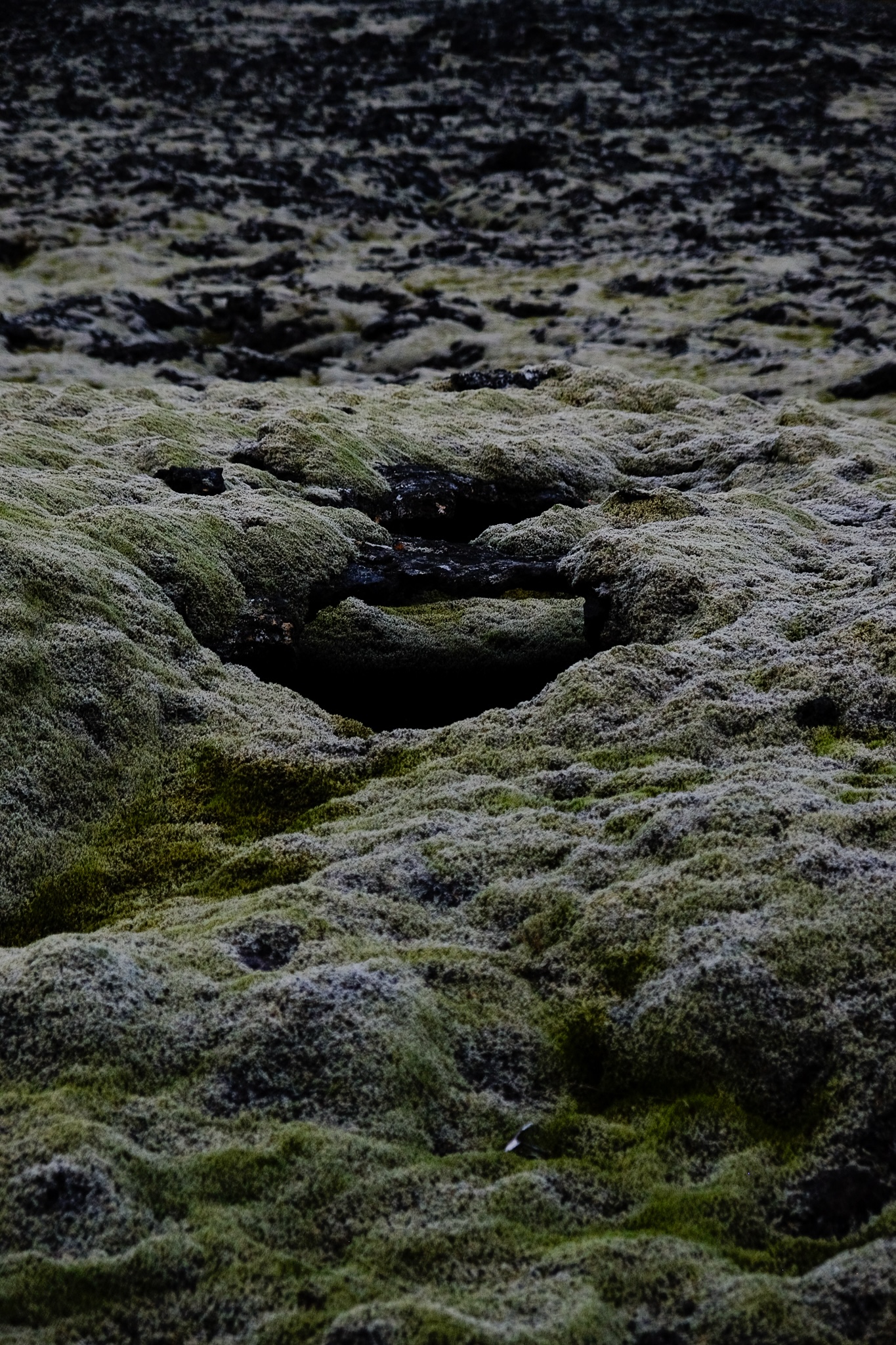 Volcanic rock with green and white moss growing over it form a hole illustrating the danger of walking over moss covered volcanic rock as you may fall in