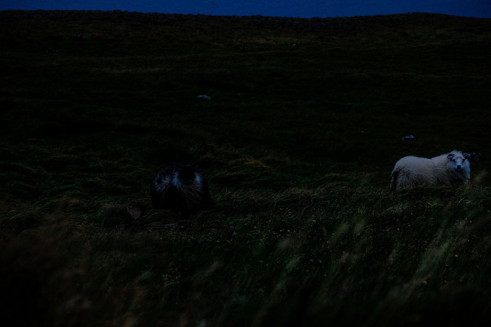 Sheep in a grassy hill on a farm in the late evening