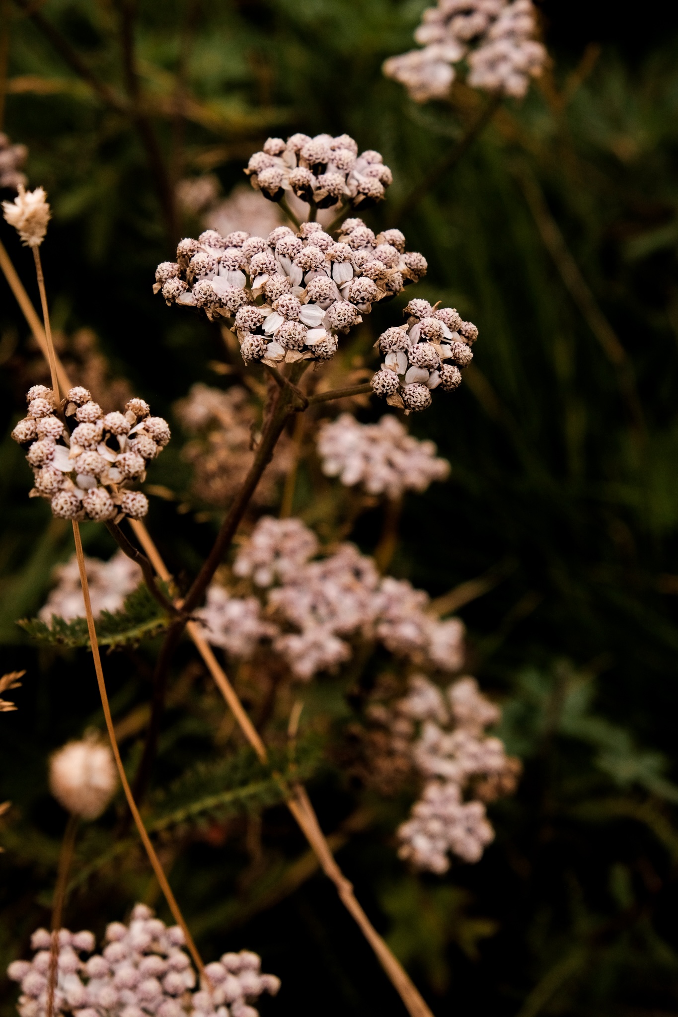 Macro of flower with tiny buds that look a bit like brains with wittling petals