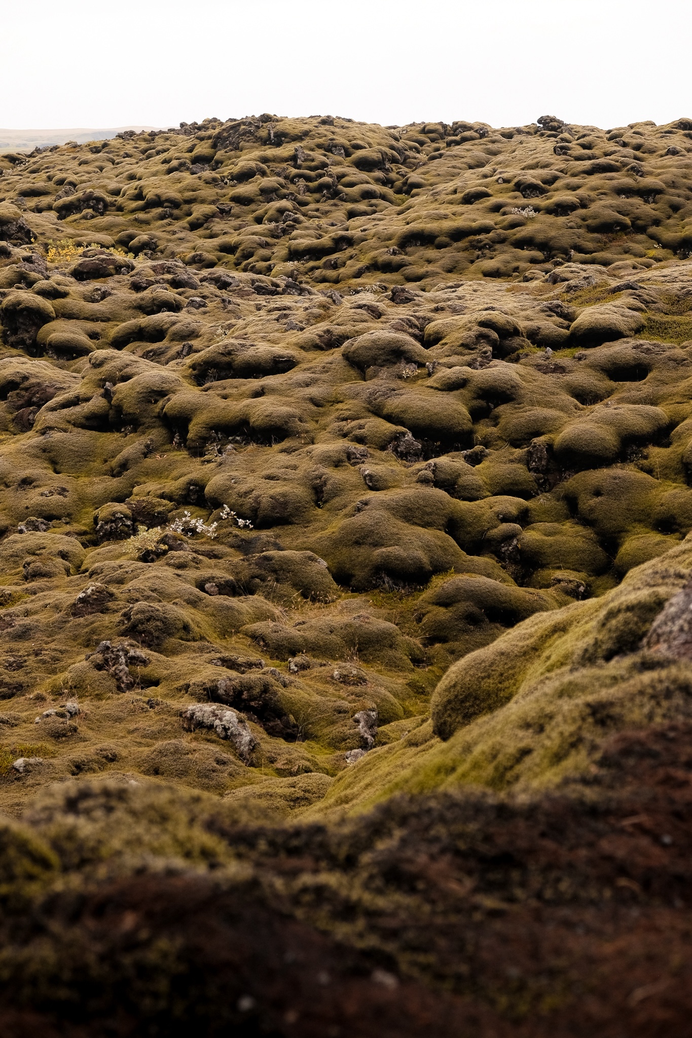 Soft volcanic rock completely covered by yellowy-green moss