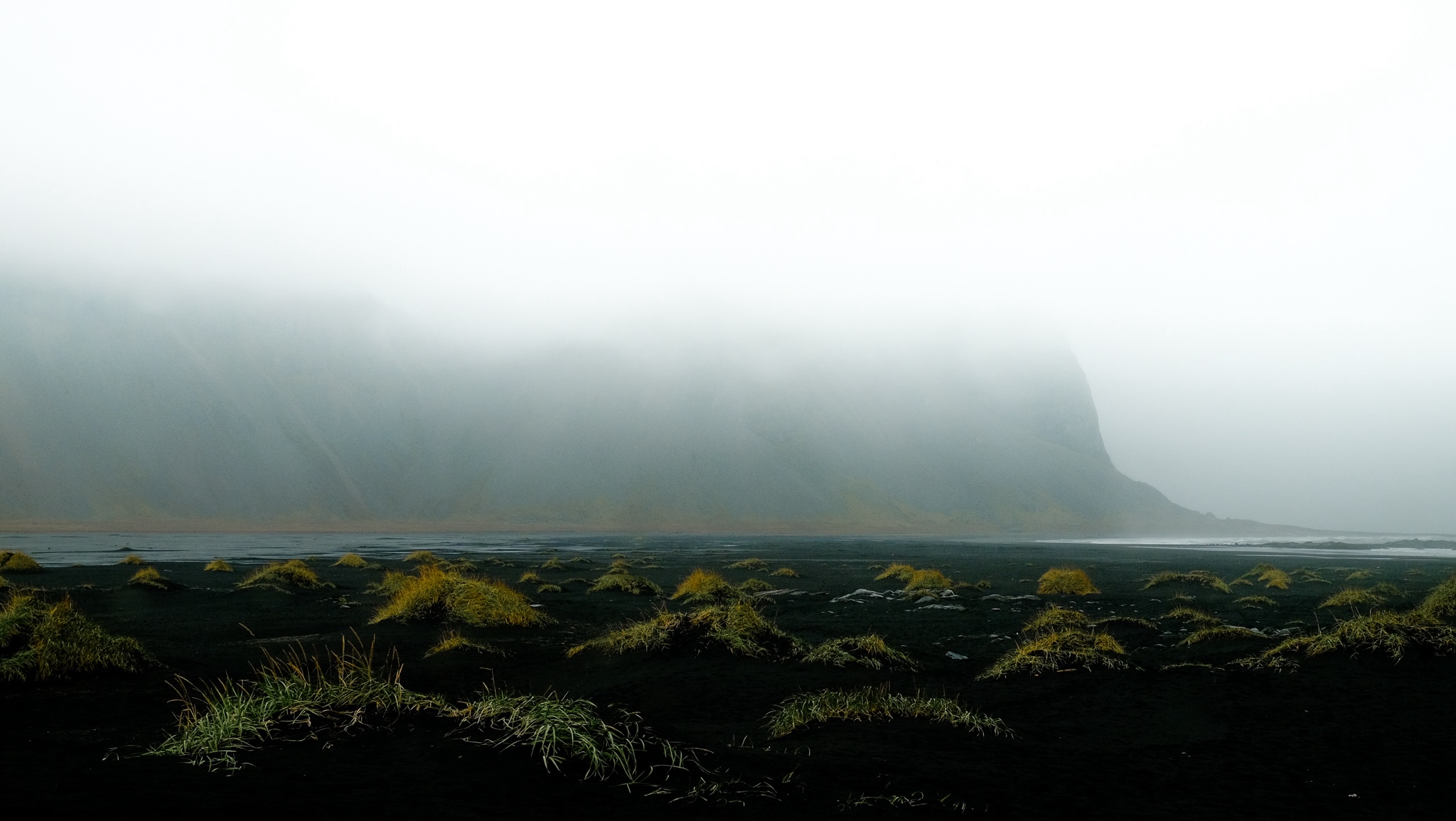 Stokknes beach covered in mist with little mounds of black sand capped with yellowy-green long grass