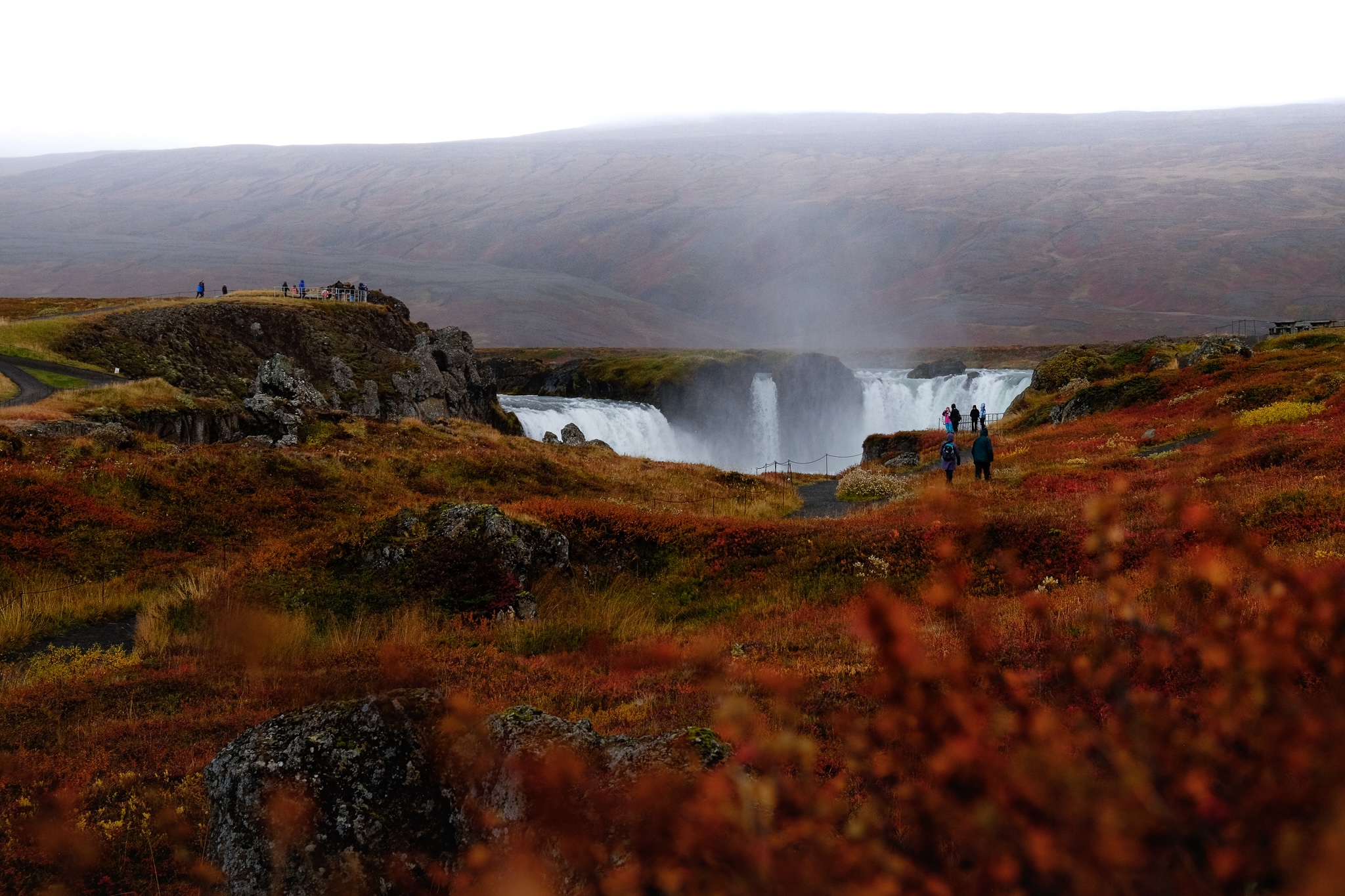 Dettifoss flows with the red and orange plants in the foreground
