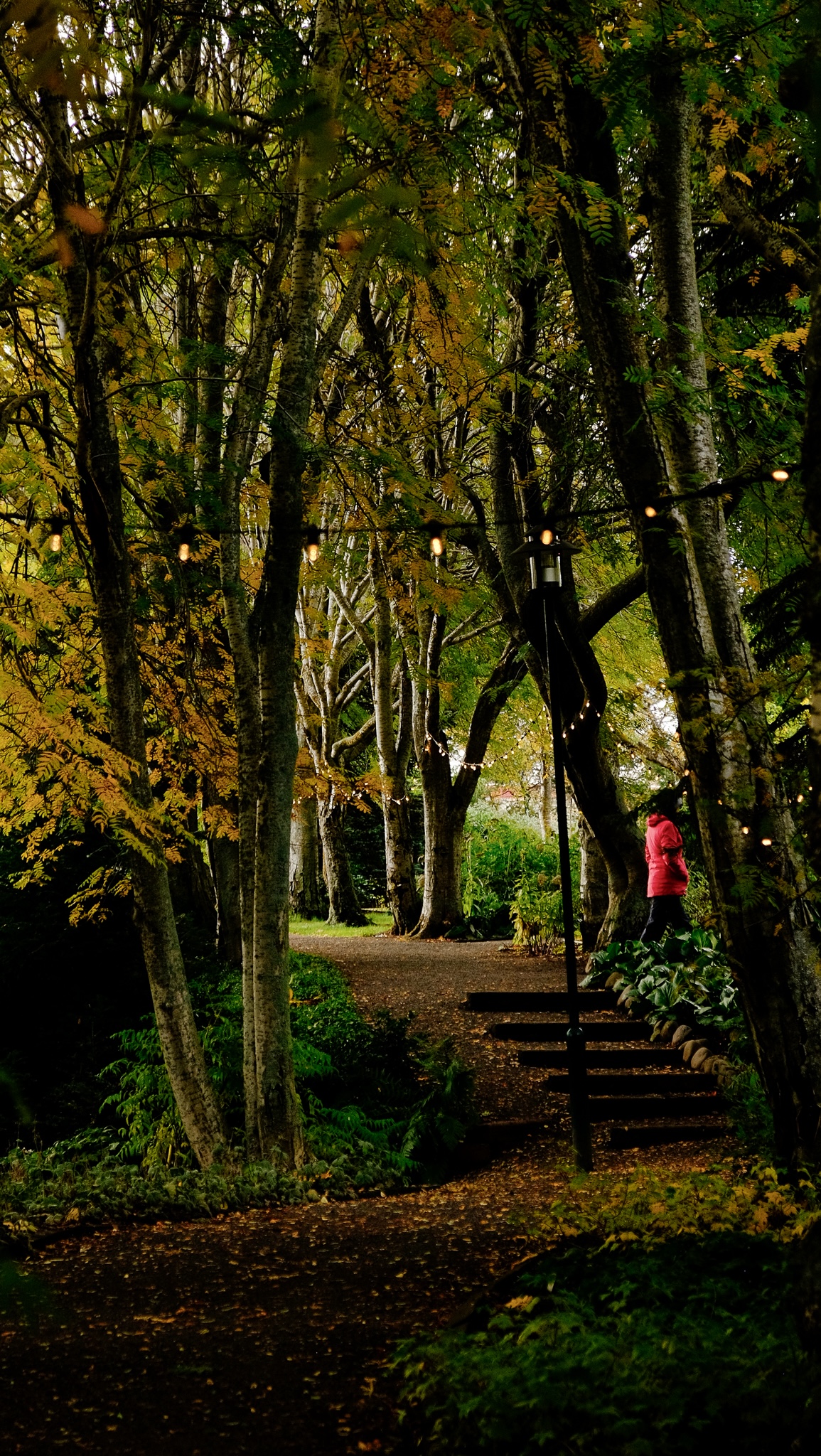 Trees cover a path with stringed lights and leaves fallen on the ground in a botanical garden