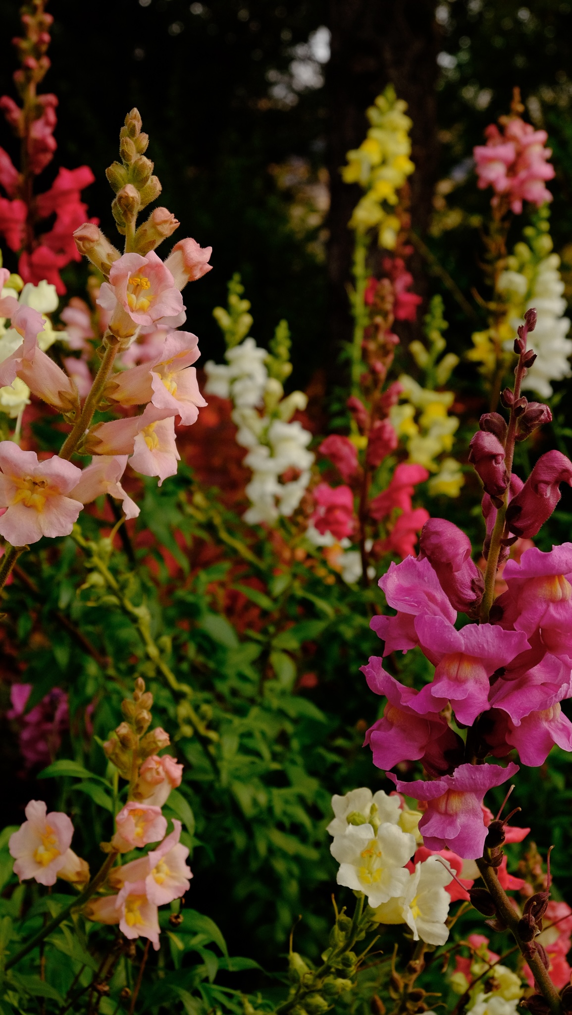 Colourful flowers in botanical gardens