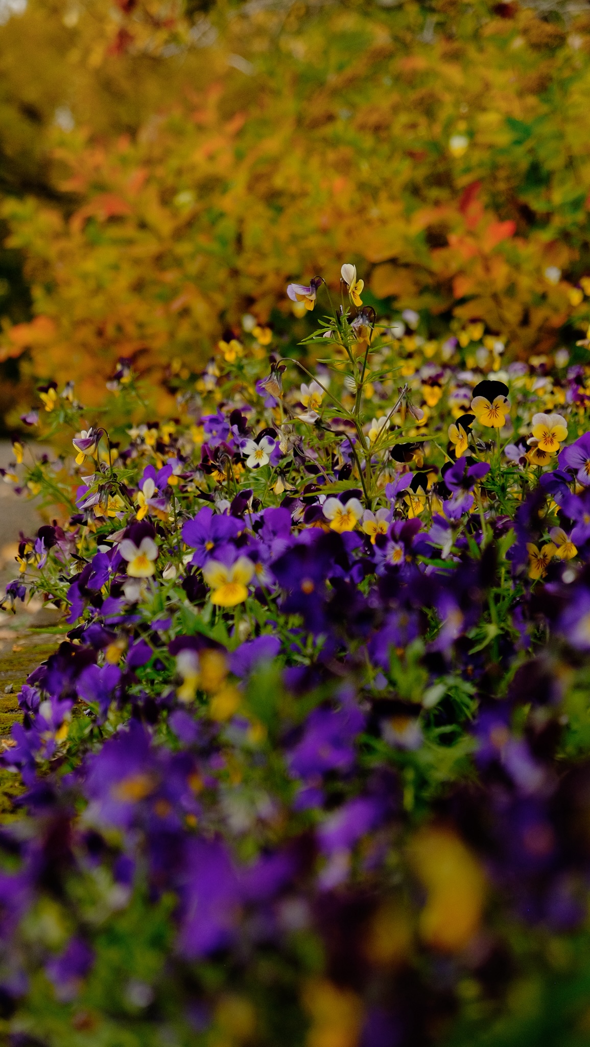 Colourful purple and white flowers in botanical gardens