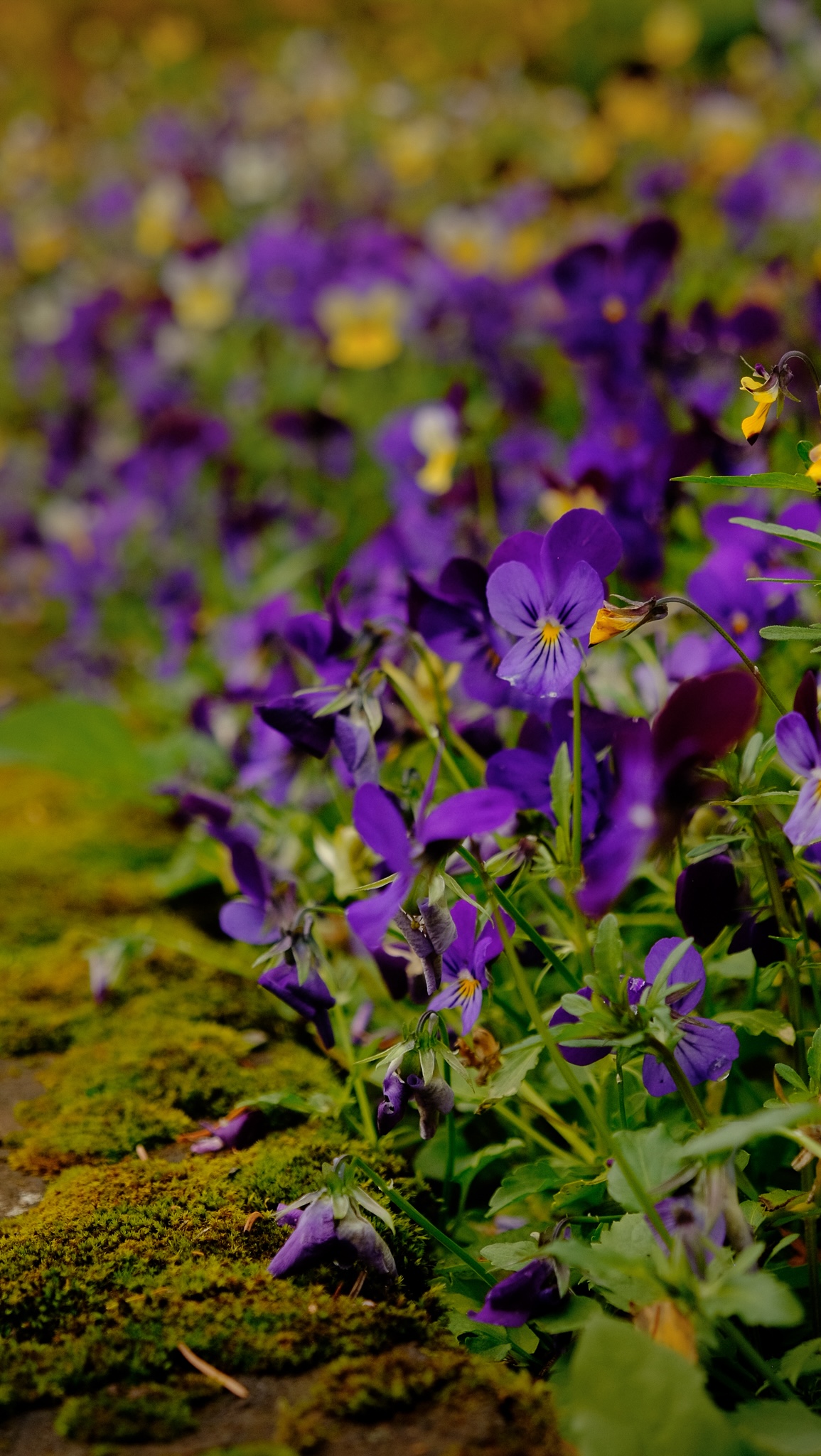 Colourful purple flowers in botanical gardens
