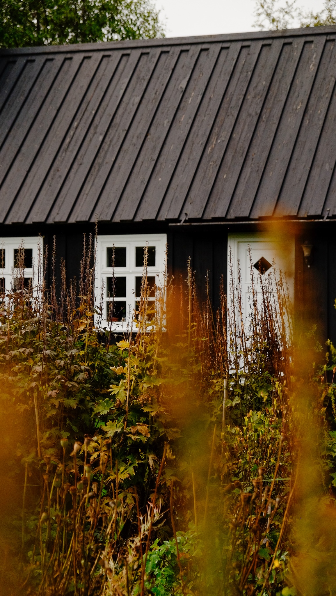 Orange grassy-reeds blurred out in the foreground with autumal vegetation and a black house with white window frames and door with a diamond shape peep-hole