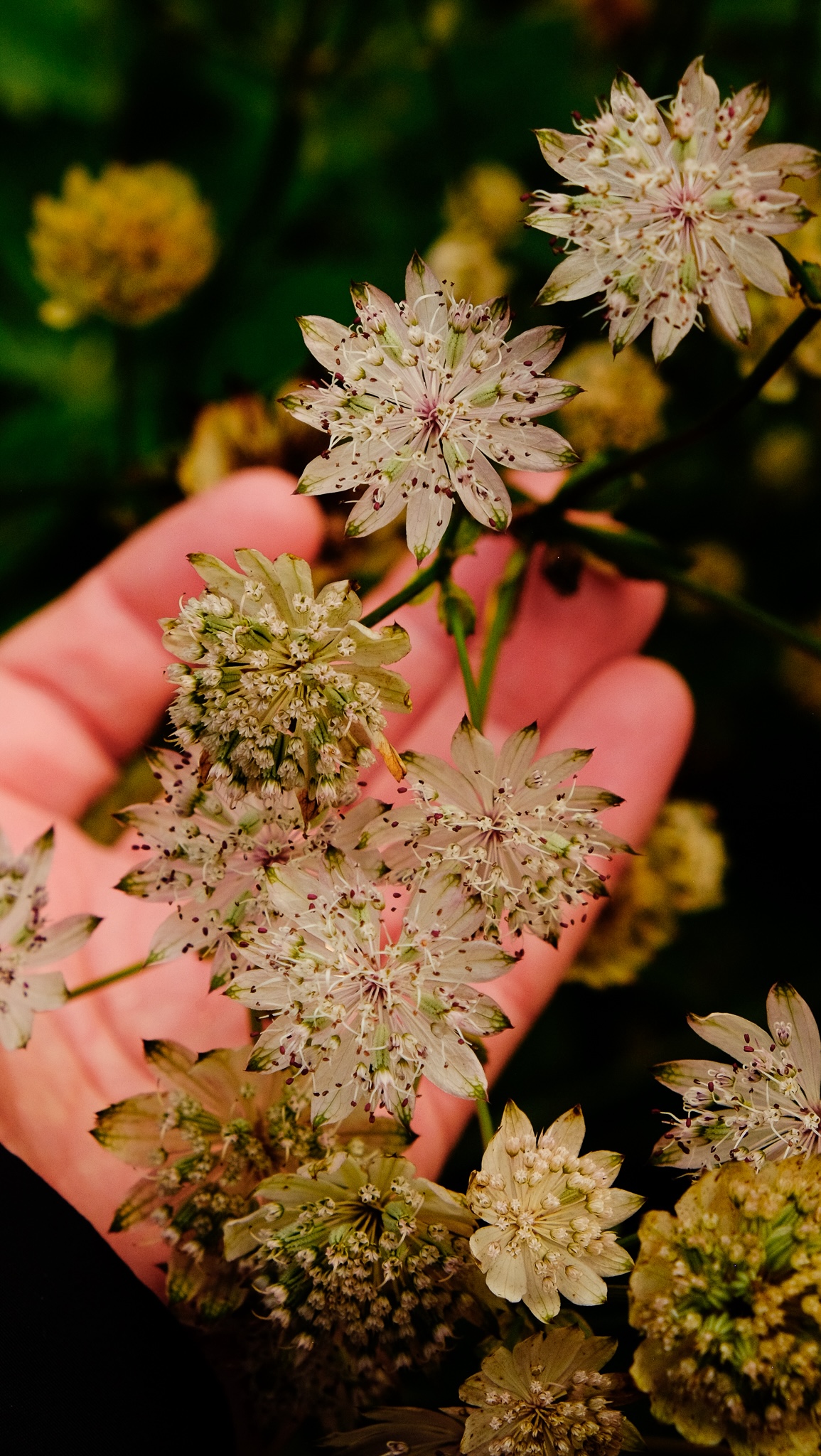 Star shaped ornate flowers in front of the palm of a hand