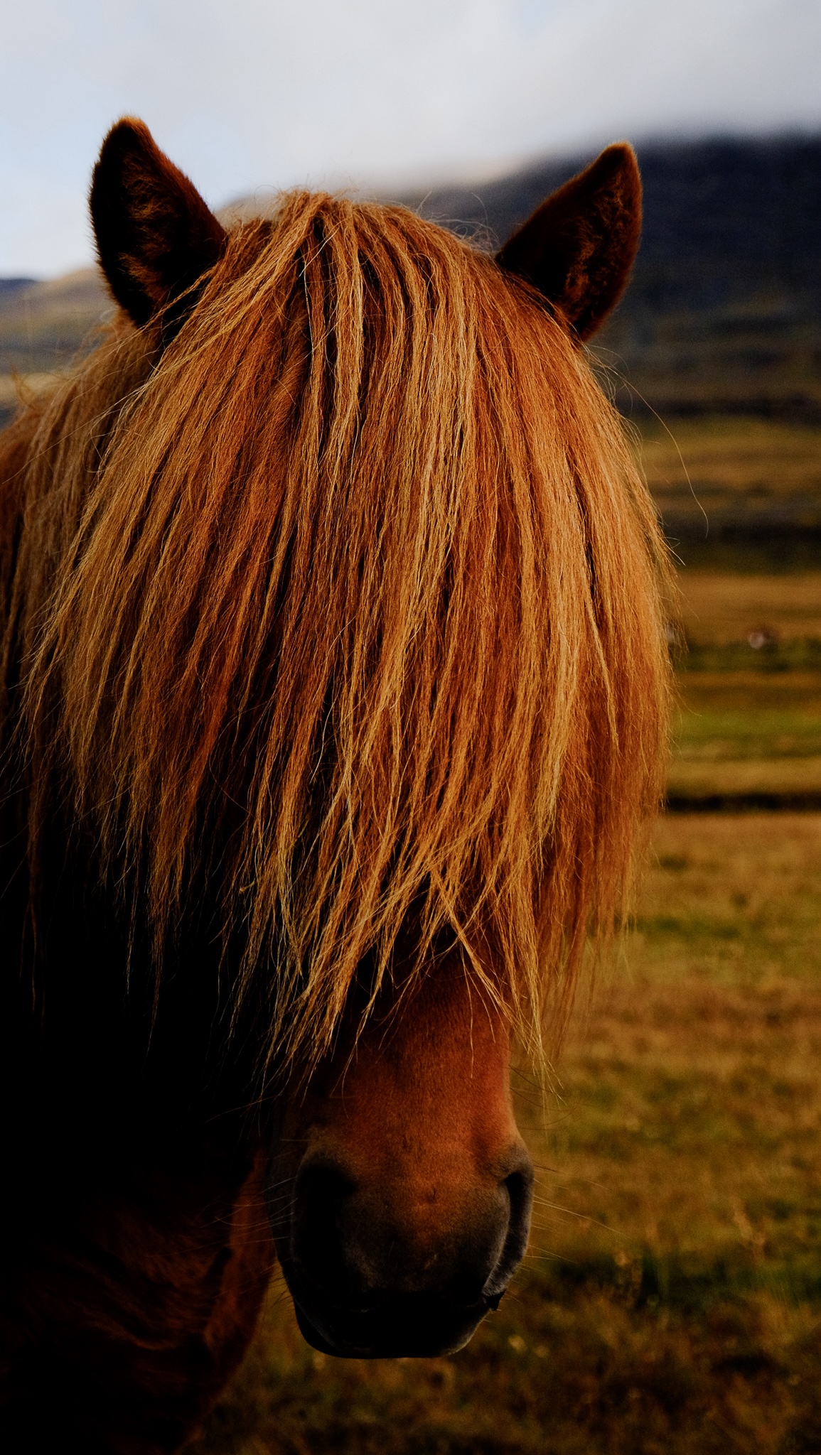 Orange brown horse's maine covers it's face as it looks directly towards you