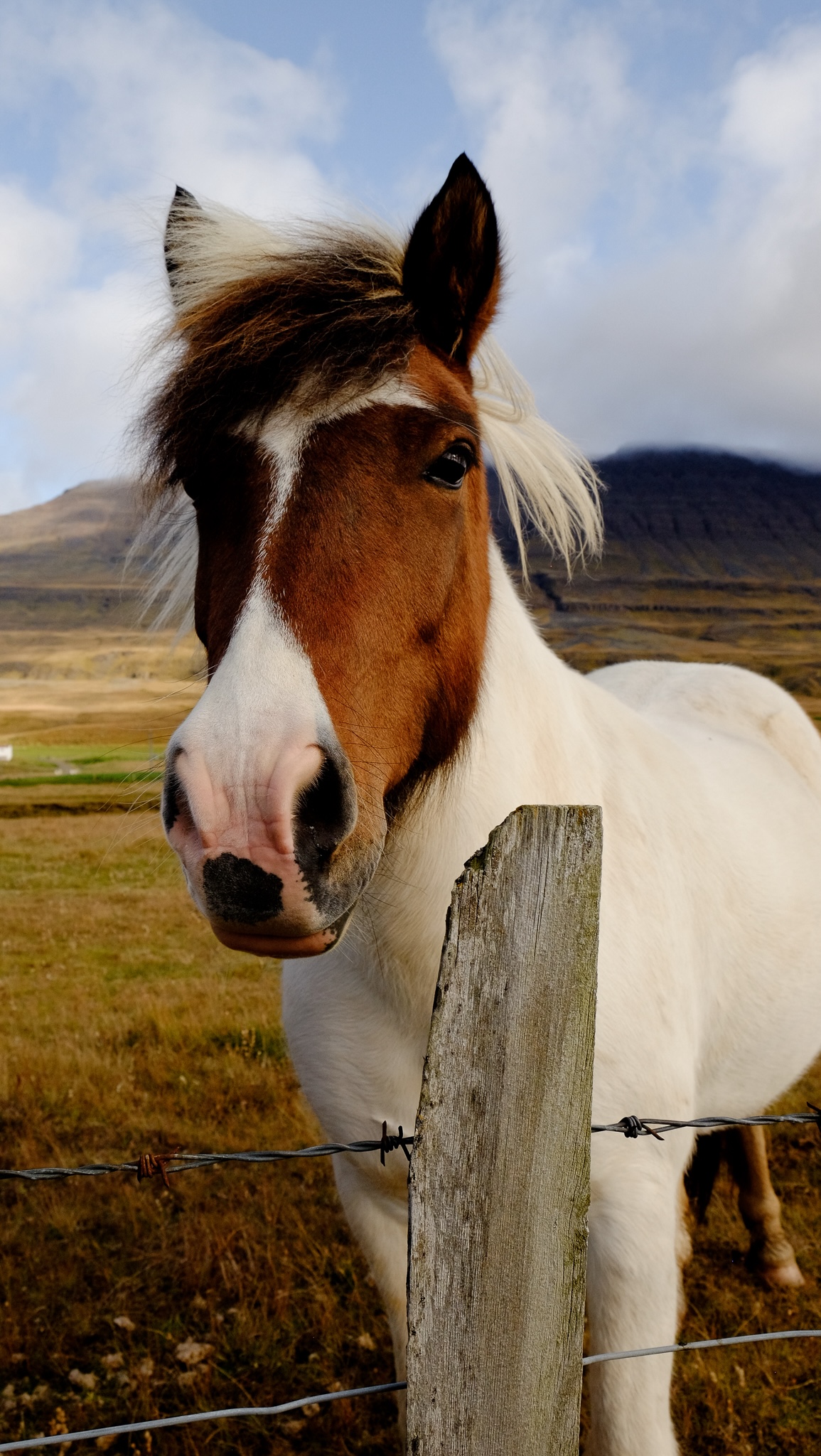 White horse with a brown face and pink nose stands gently in front of a barbed wire fence looking towards you