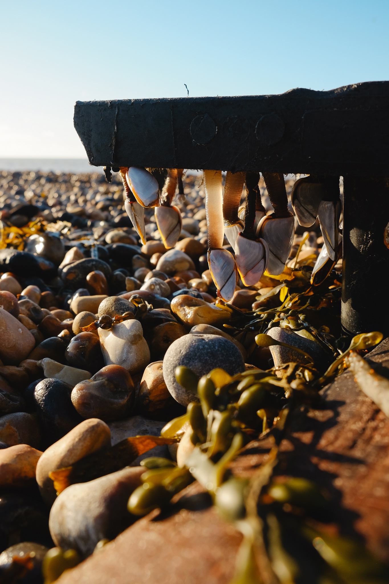 White mussel looking sea creatures cling to the bottom of a large plastic sheet, hanging from it above the pebbles of the beach